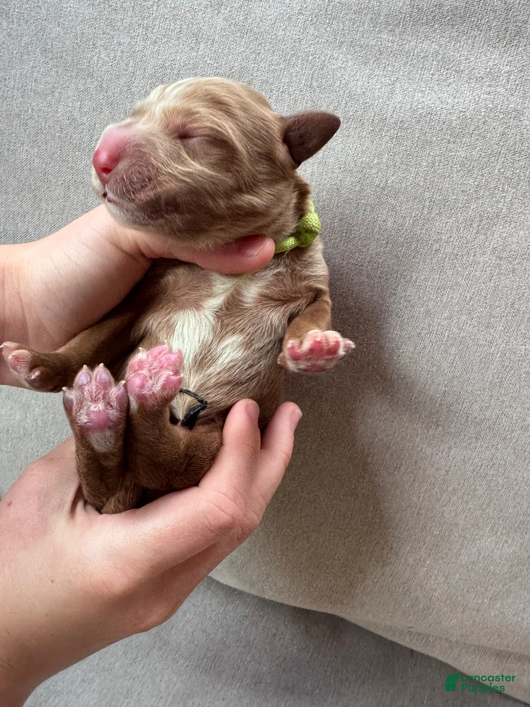 Mixed Breed dogs for sale: Goldendoodle puppy 4 - Ad 1