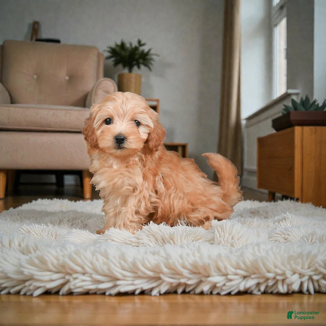 Maltipoo dogs for sale: Finn - Ad 1