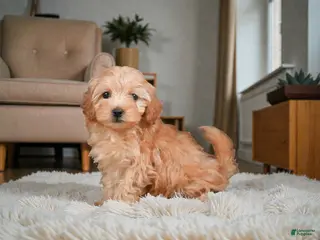 Maltipoo dogs Finn - Ad 18