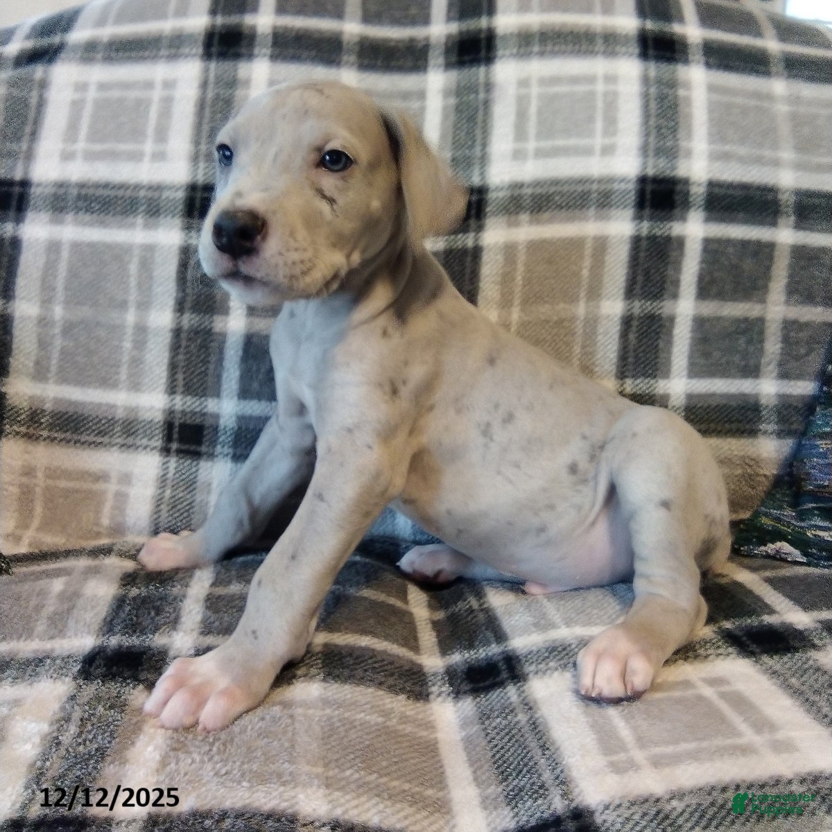 Great Dane dogs Rover - Ad 5