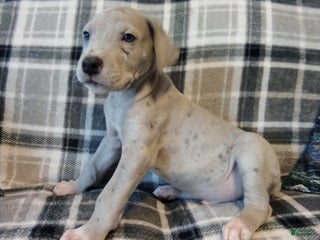 Great Dane dogs Rover - Ad 13