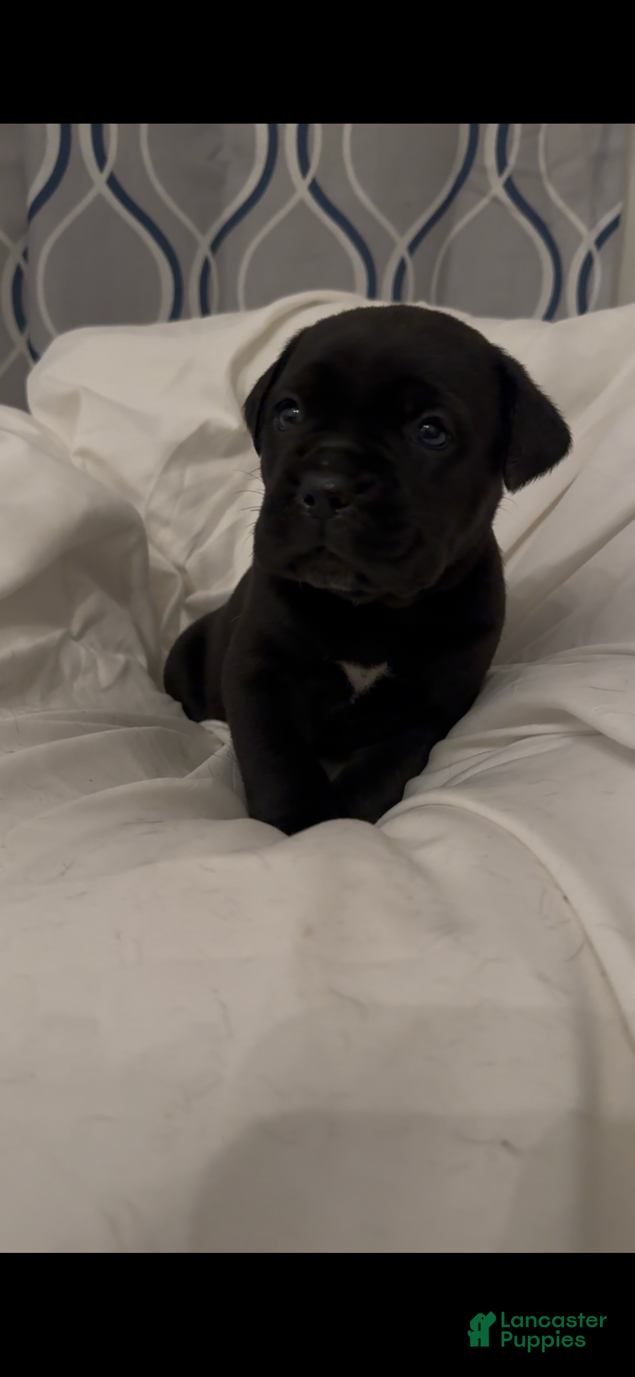 Cane Corso dogs Bella - Ad 1