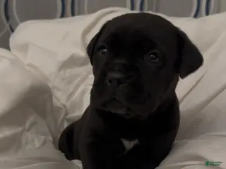 Cane Corso dogs for sale: Bella - Ad 1