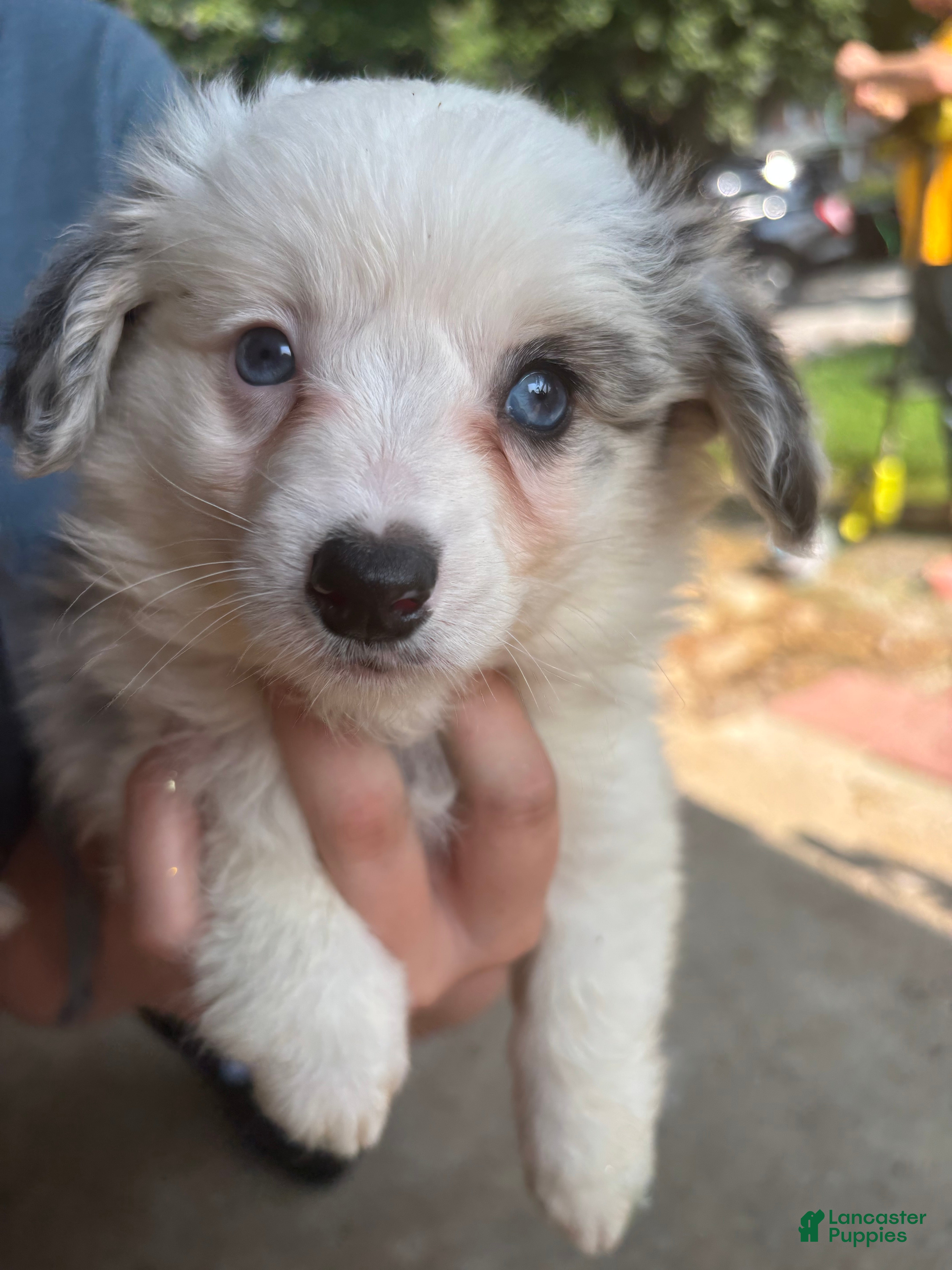 Mixed Breed dogs Spot - Ad 1