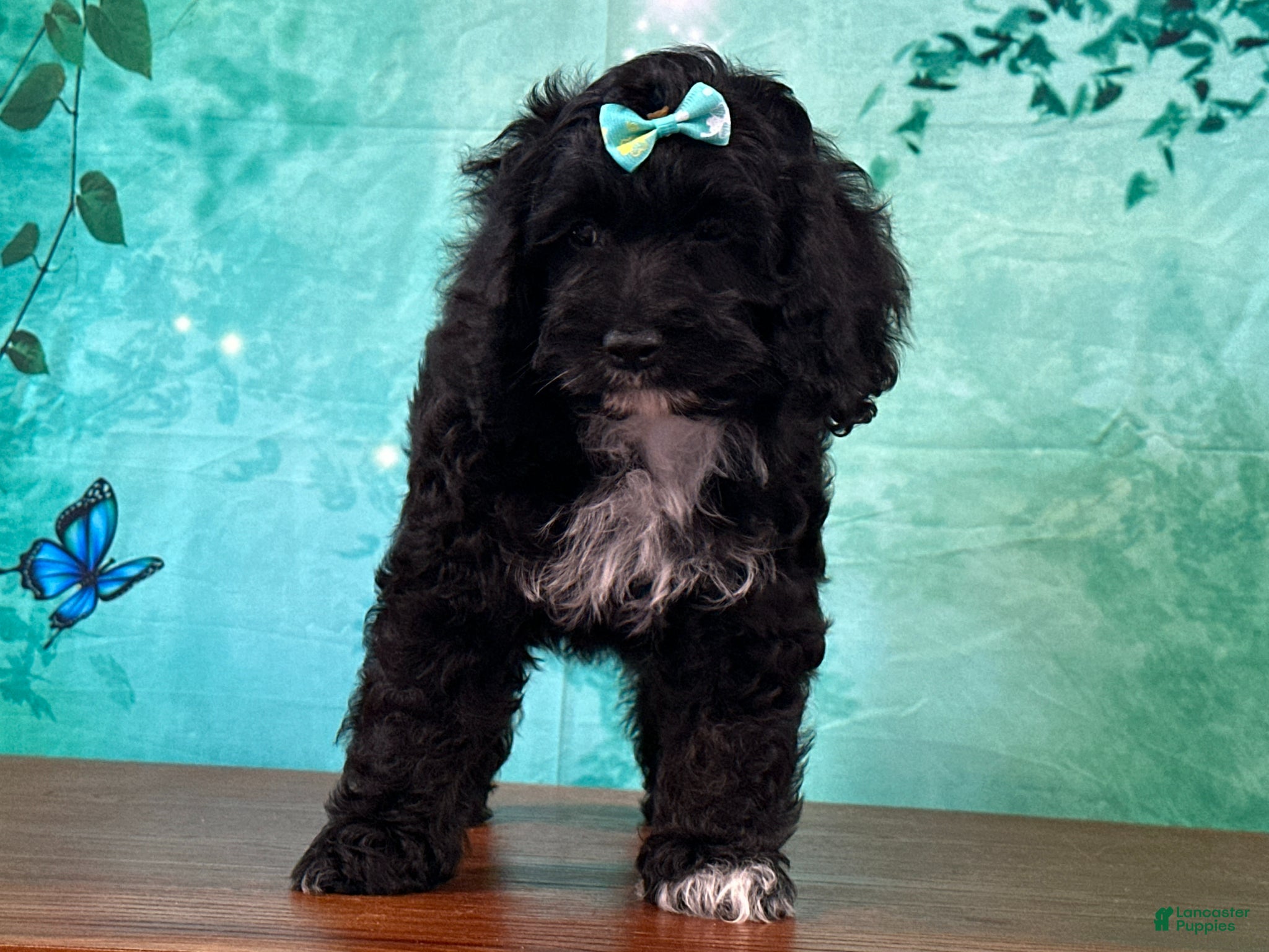 Cockapoo dogs Cloe - Ad 2