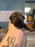 Cane Corso dogs Boy 1 - Ad 19