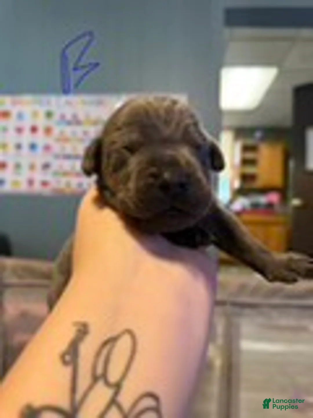 Cane Corso dogs for sale: Boy 1 - Ad 1