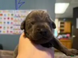Cane Corso dogs Boy 1 - Ad 19