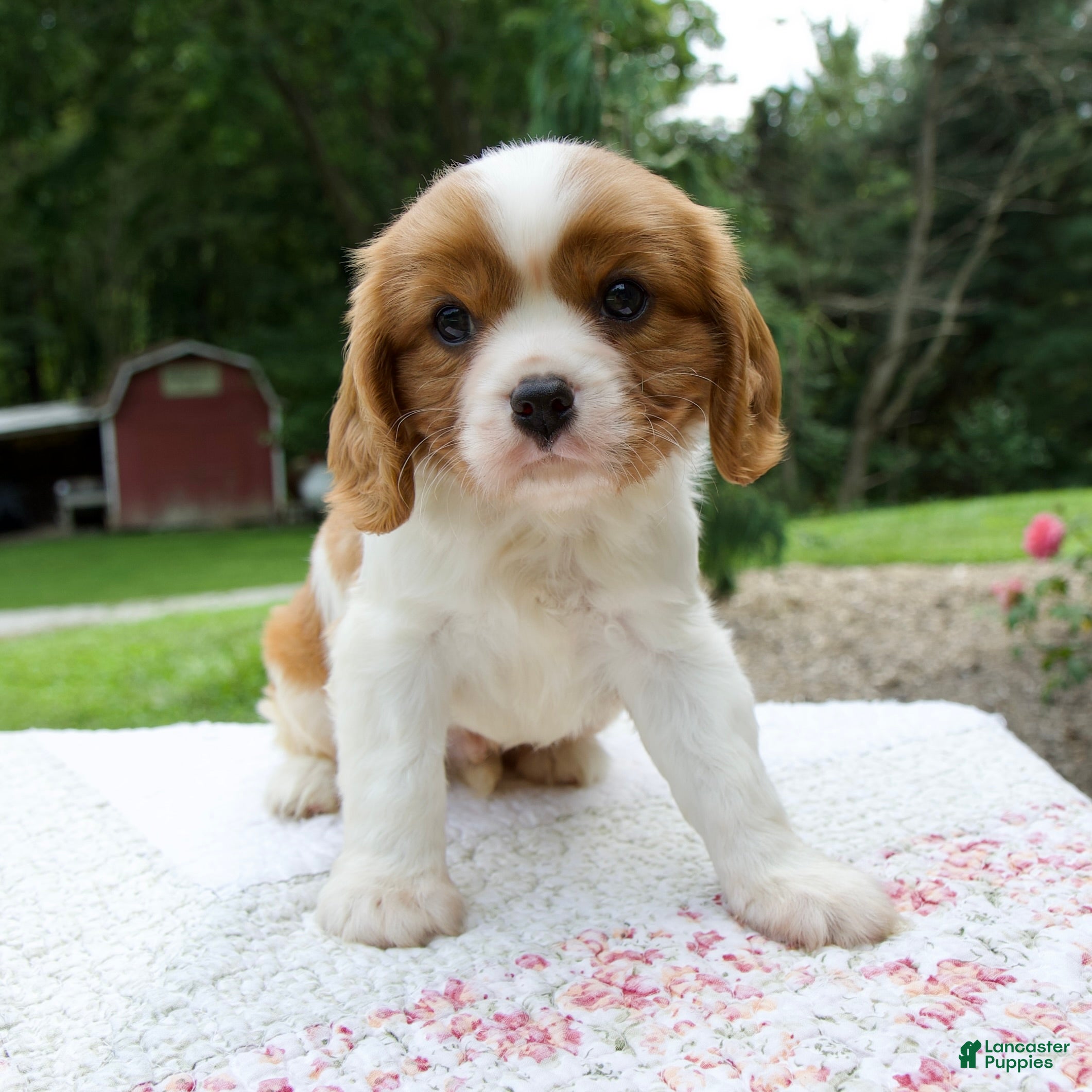 Cavalier King Charles Spaniel dogs Beau - Ad 1