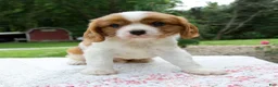 Cavalier King Charles Spaniel dogs for sale: Beau - Ad 1