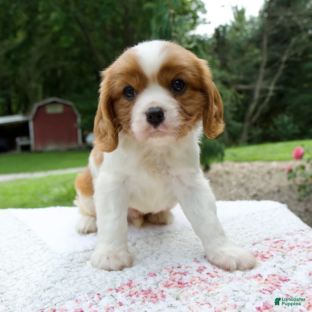 Cavalier King Charles Spaniel dogs for sale: Beau - Ad 1