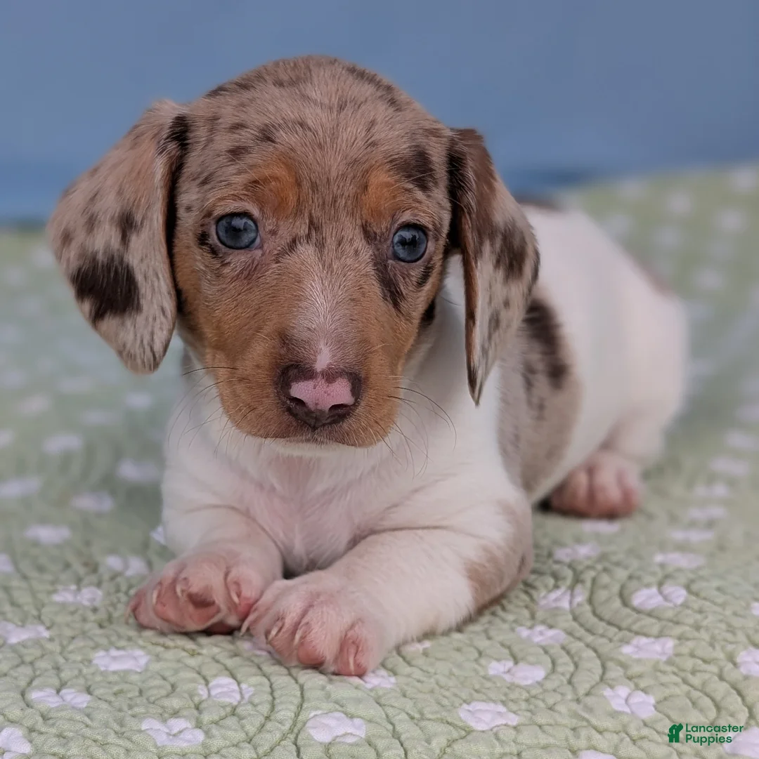 Miniature Dachshund dogs for sale: Cookie - Ad 2