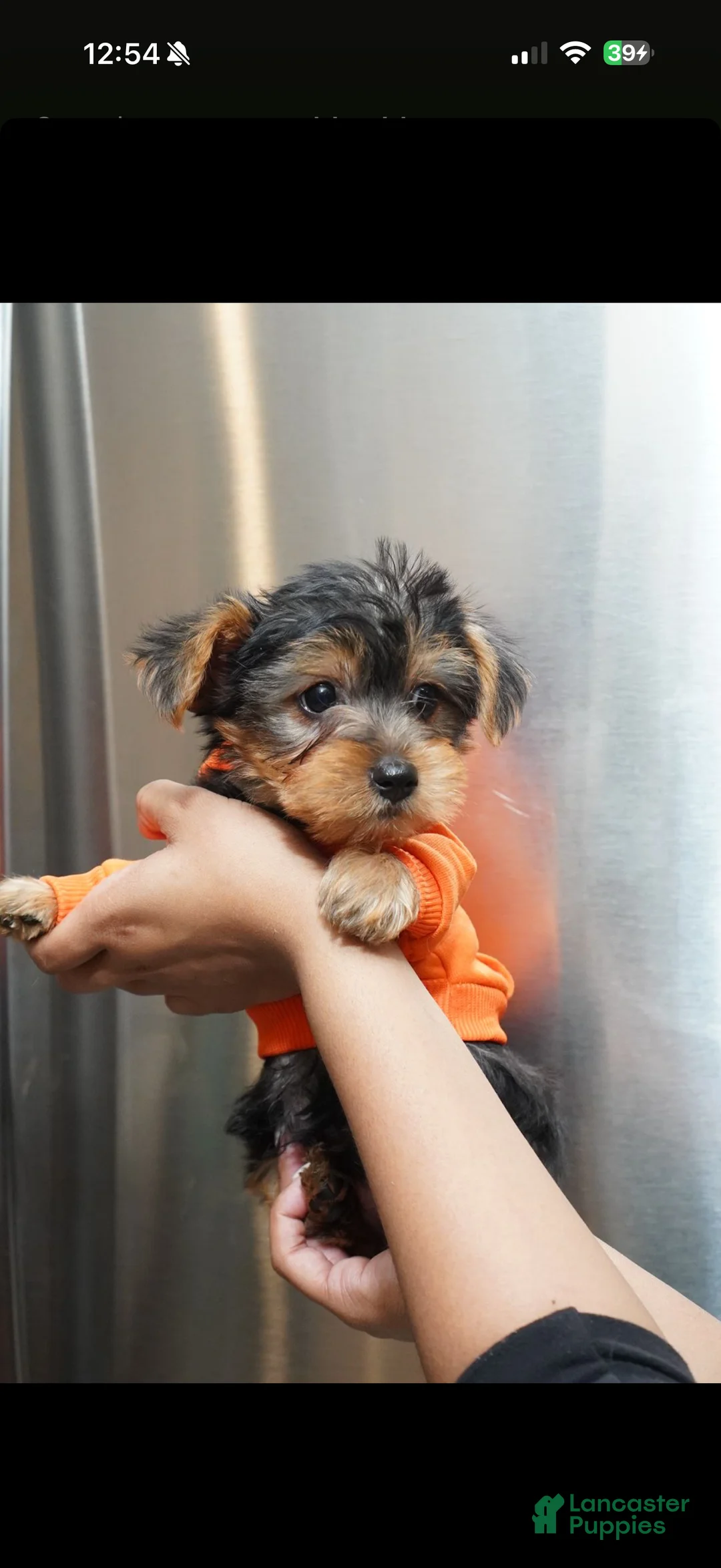 Yorkshire Terrier dogs for sale: Frost  - Ad 2
