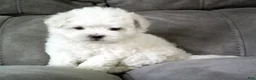 Maltese dogs for sale: Suzy - Ad 4