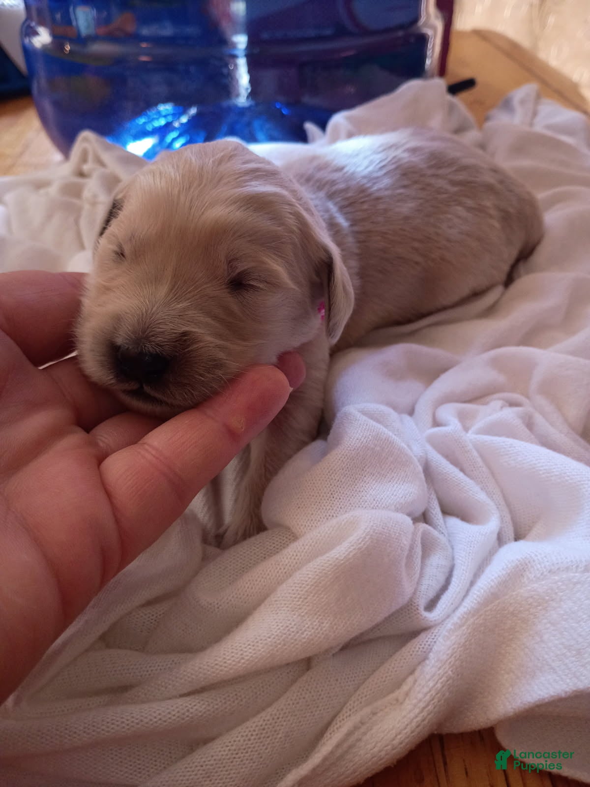 Golden Retriever dogs Golden Retriever Female 2 - Ad 7