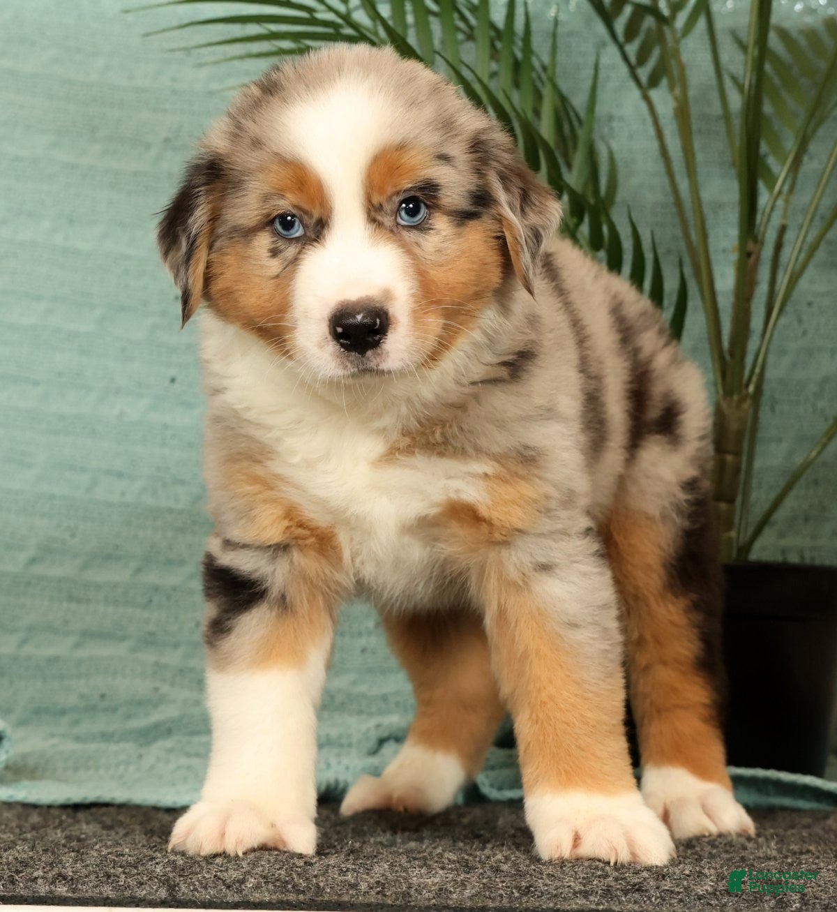Miniature Australian Shepherd dogs Jasper - Ad 2