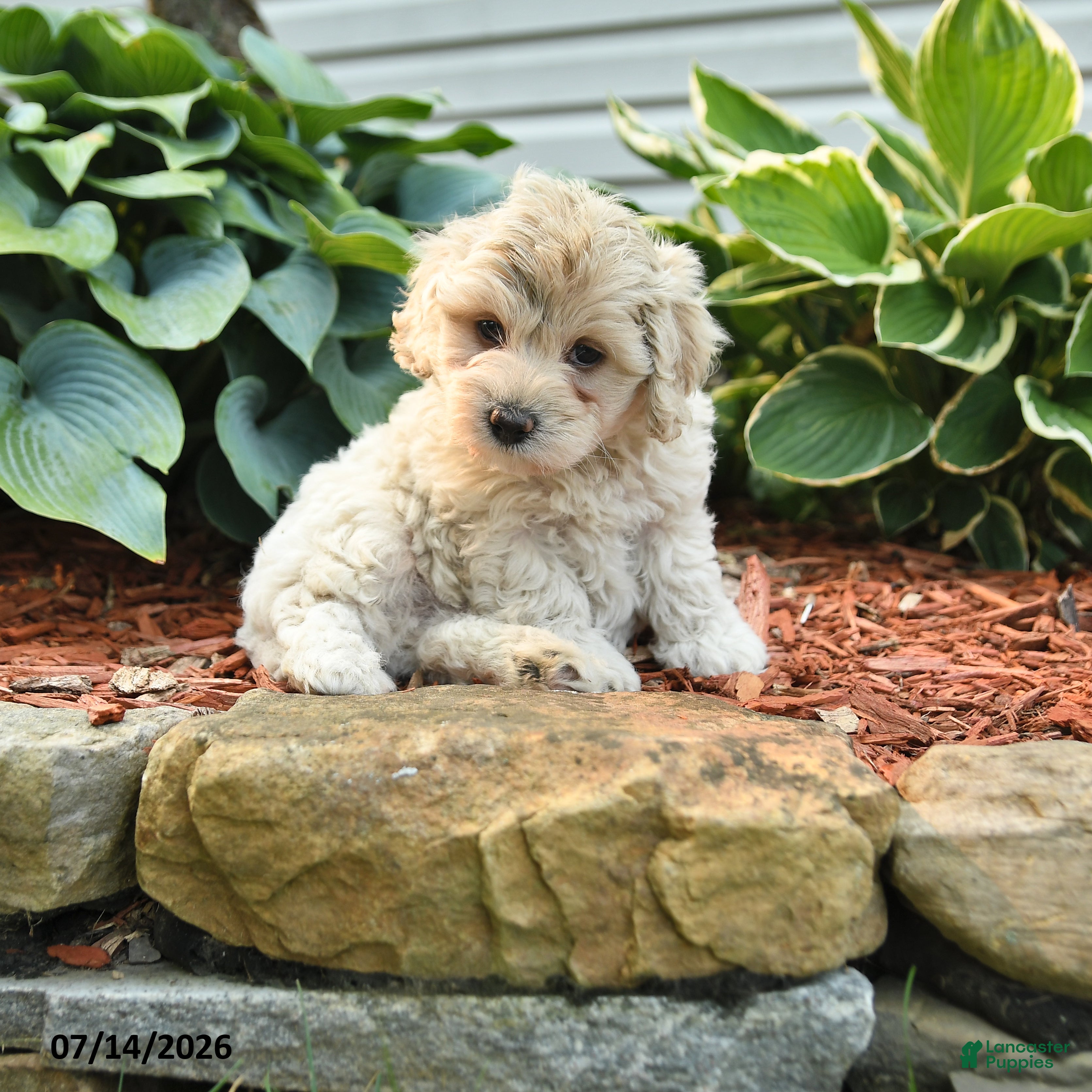 Cockapoo dogs Norm - Ad 1