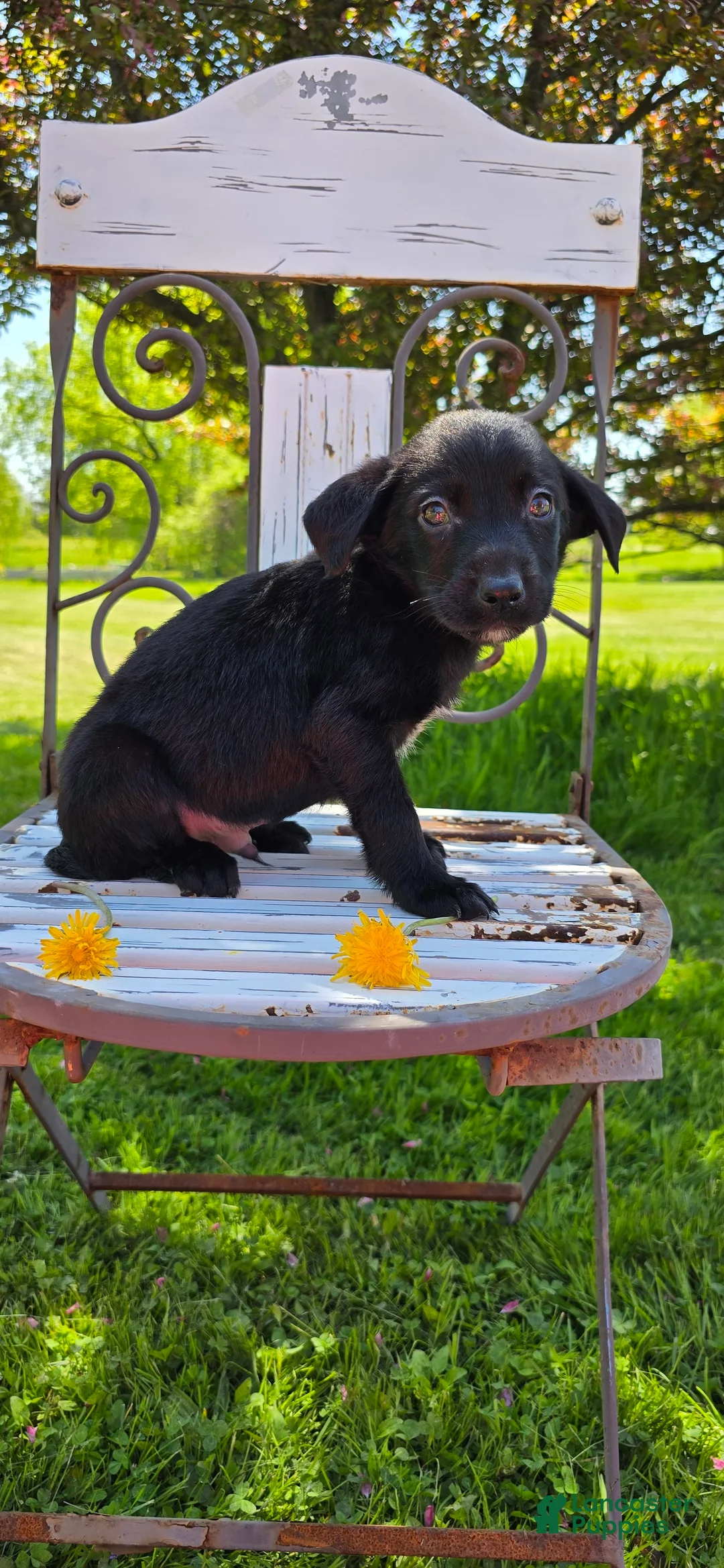 Mixed Breed dogs for sale: Darth - Ad 4