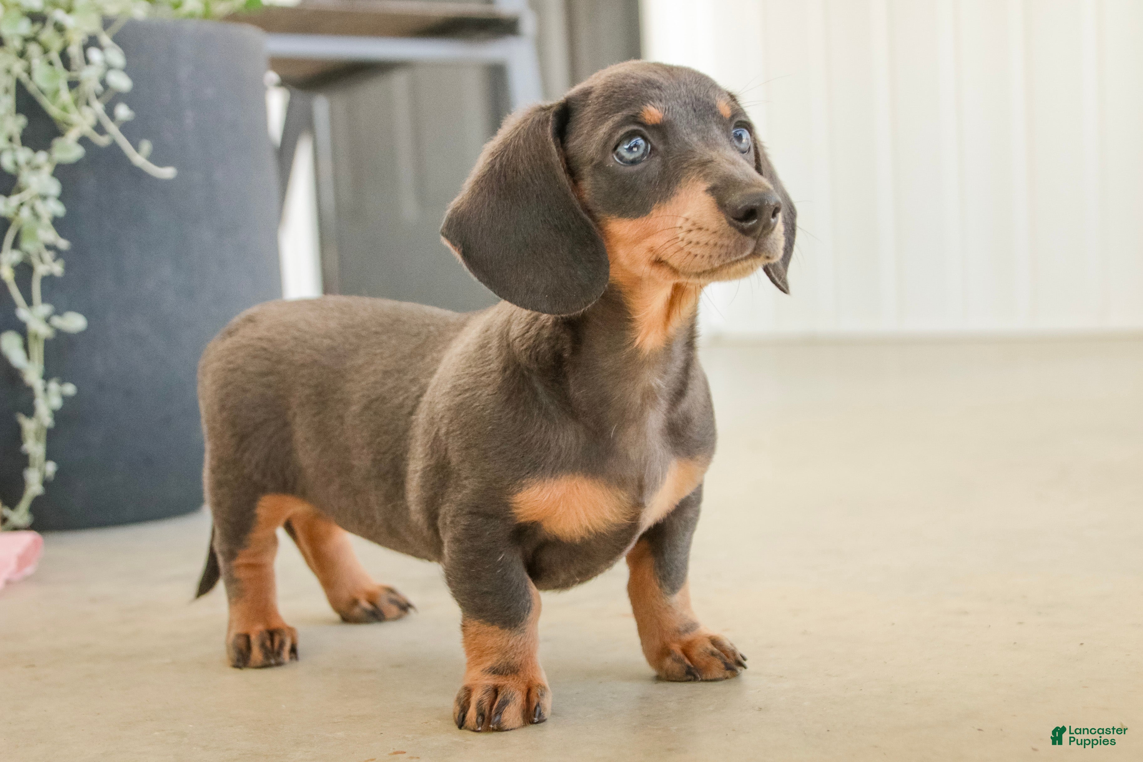 Miniature Dachshund dogs GiGi - Ad 2