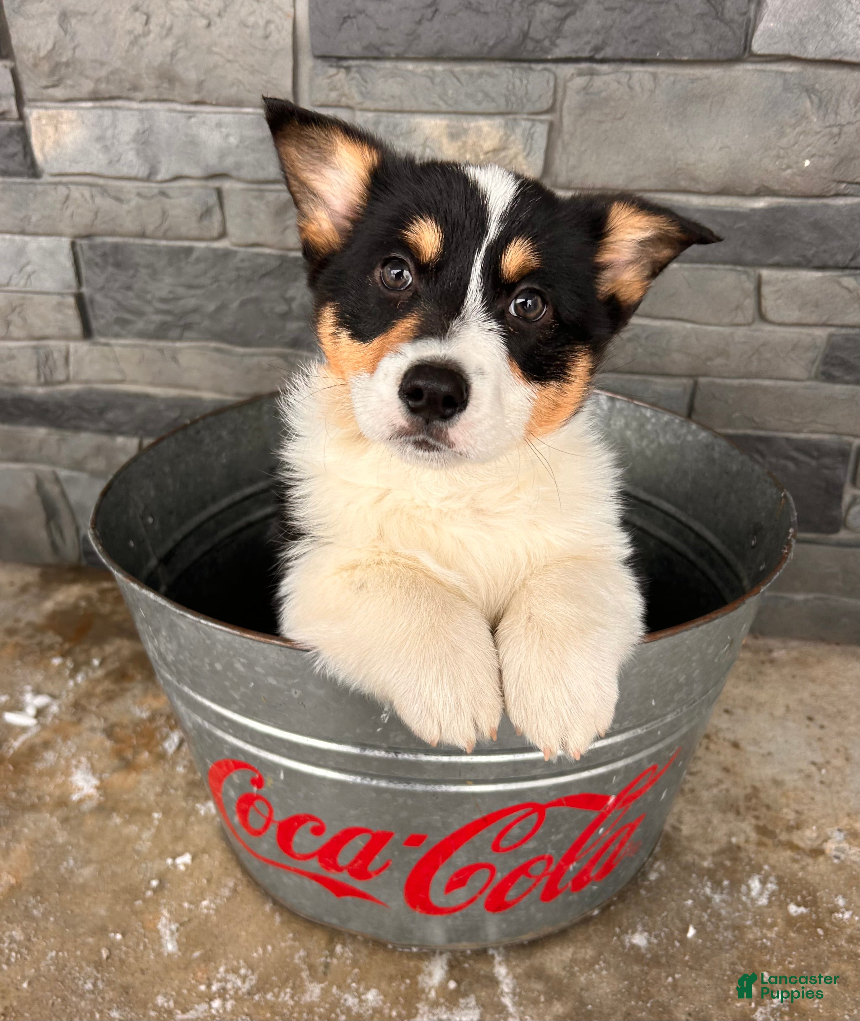 Welsh Corgi Pembroke dogs Casper - Ad 41