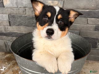 Welsh Corgi Pembroke dogs Casper - Ad 41