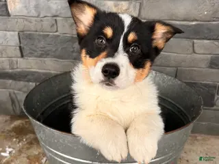 Welsh Corgi Pembroke dogs Casper - Ad 22