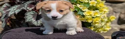 Welsh Corgi Pembroke dogs for sale: Nadia - Ad 5