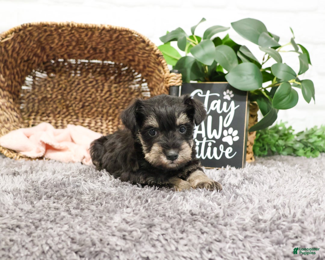 Miniature Schnauzer dogs for sale: Esperanza  - Ad 3