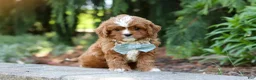 Cavapoo dogs for sale: Theodore - Ad 6