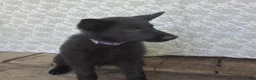 German Shepherd dogs for sale: Shirley - Ad 3