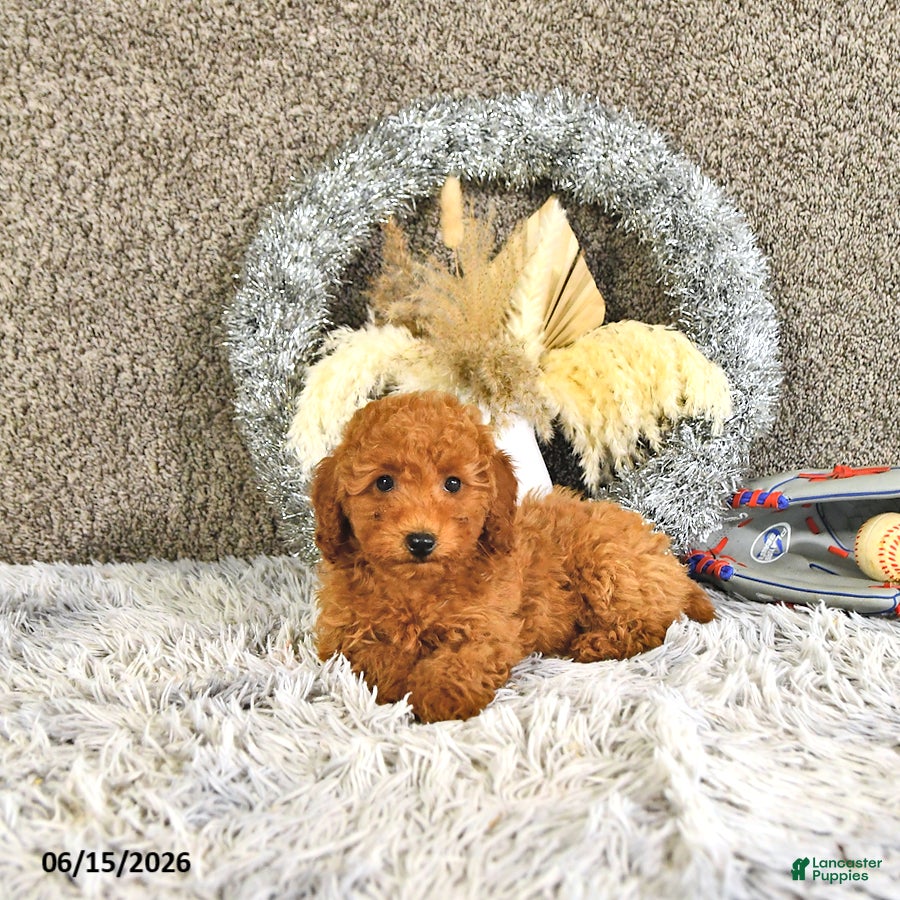 Toy Poodle dogs Jasper - Ad 1