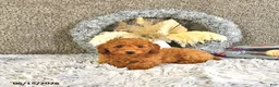 Toy Poodle dogs for sale: Jasper - Ad 1