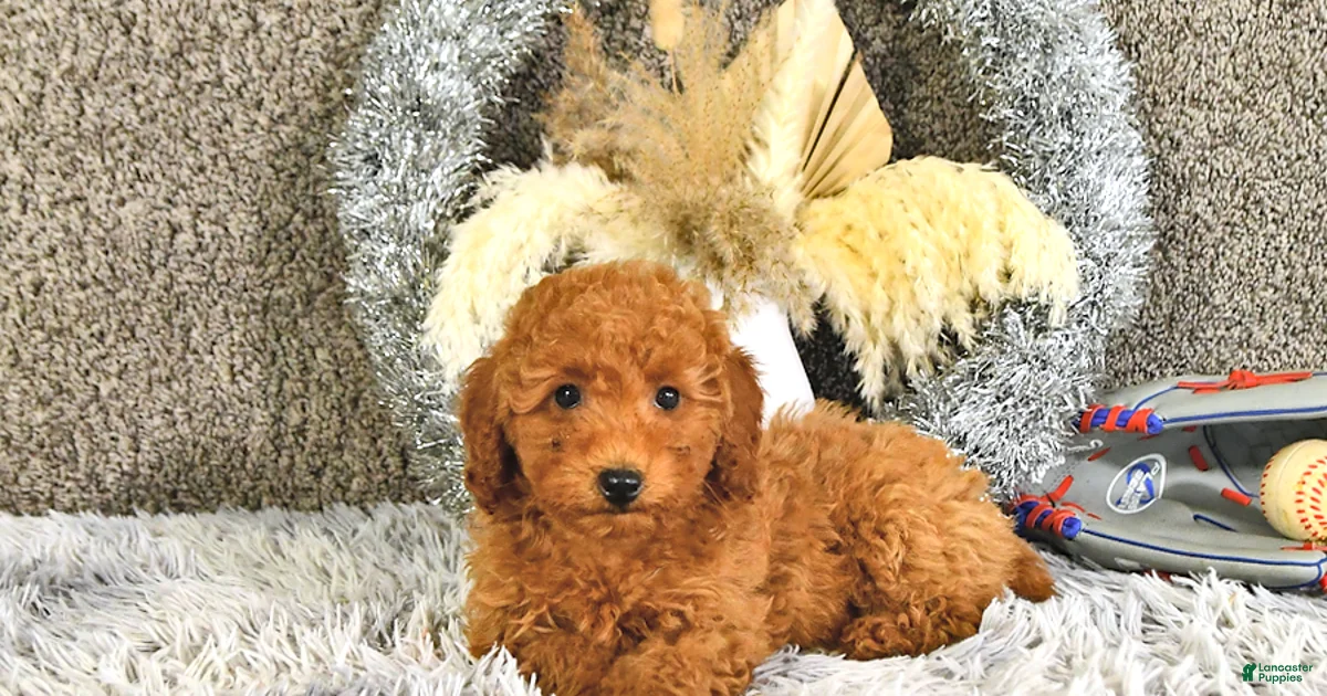 Toy Poodle Puppies For Sale Under 1500 Lancaster Puppies toy-poodle-puppies-for-sale-under-1500-lancaster-puppies