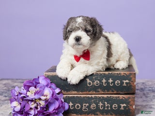 Mini Goldendoodle dogs - Ad 35