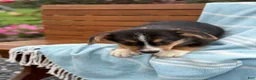 Welsh Corgi Pembroke dogs for sale: Juno - Ad 9