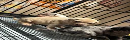 American Bully dogs for sale: American Bully Puppy 4 - Ad 7