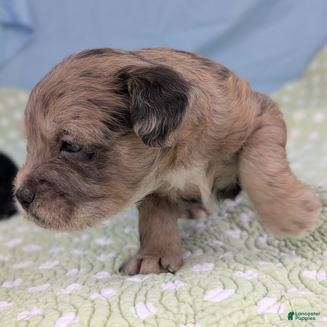 Mixed Breed dogs for sale: King - Ad 6