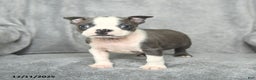Boston Terrier dogs for sale: Sylvester - Ad 4