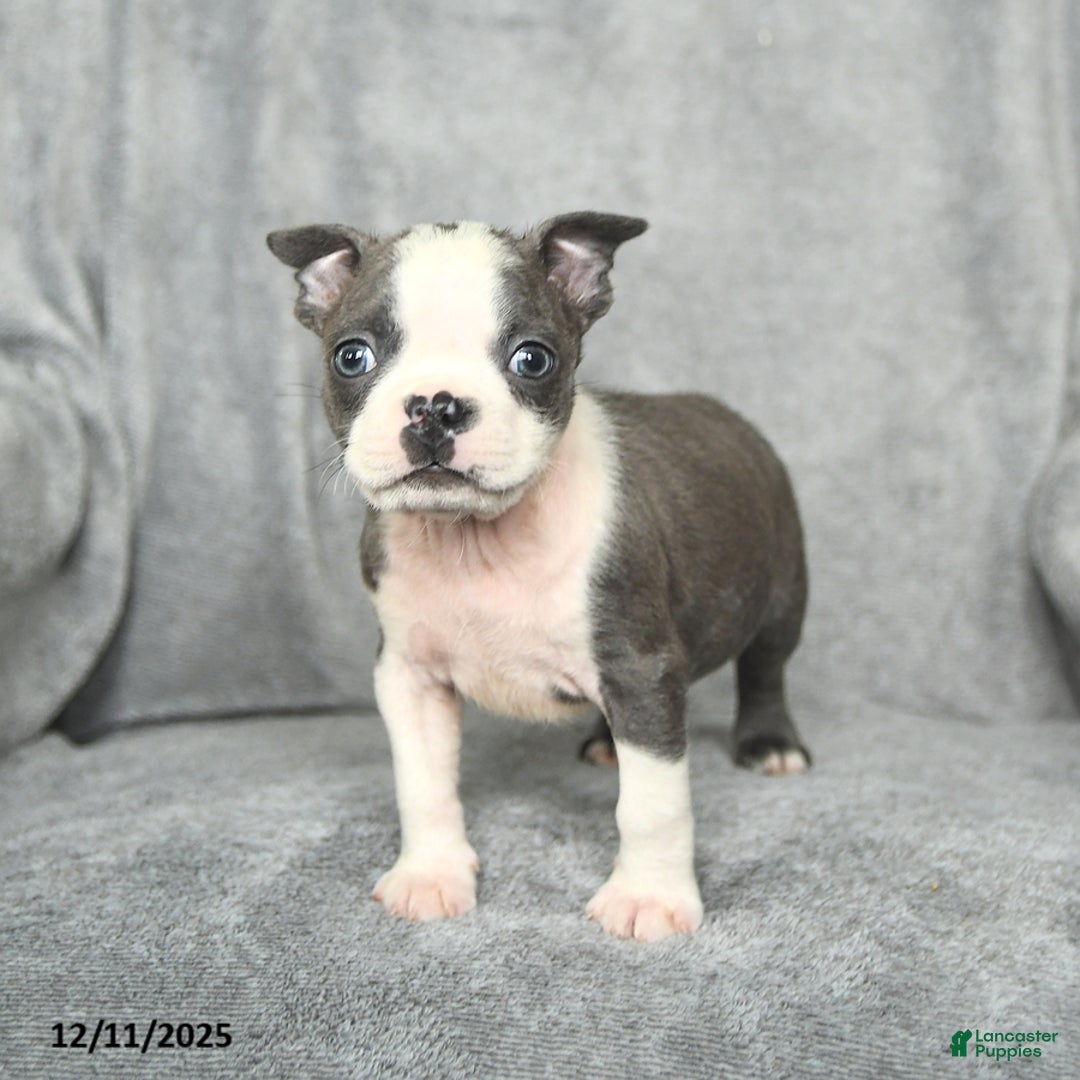 Boston Terrier dogs for sale: Sylvester - Ad 4