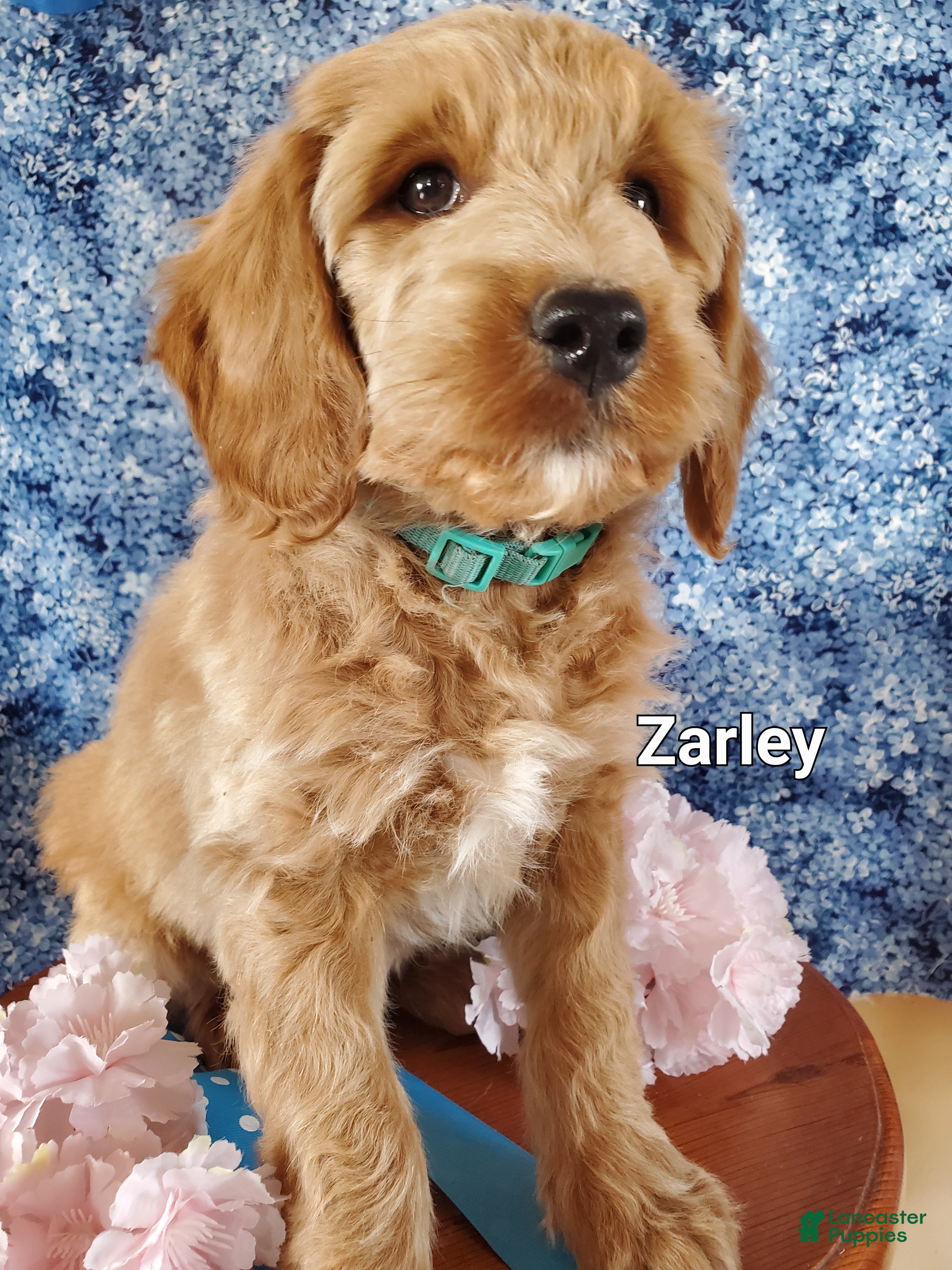 Mini Goldendoodle dogs Zarley - Ad 2