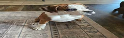Boxer dogs for sale: Lady - Ad 1