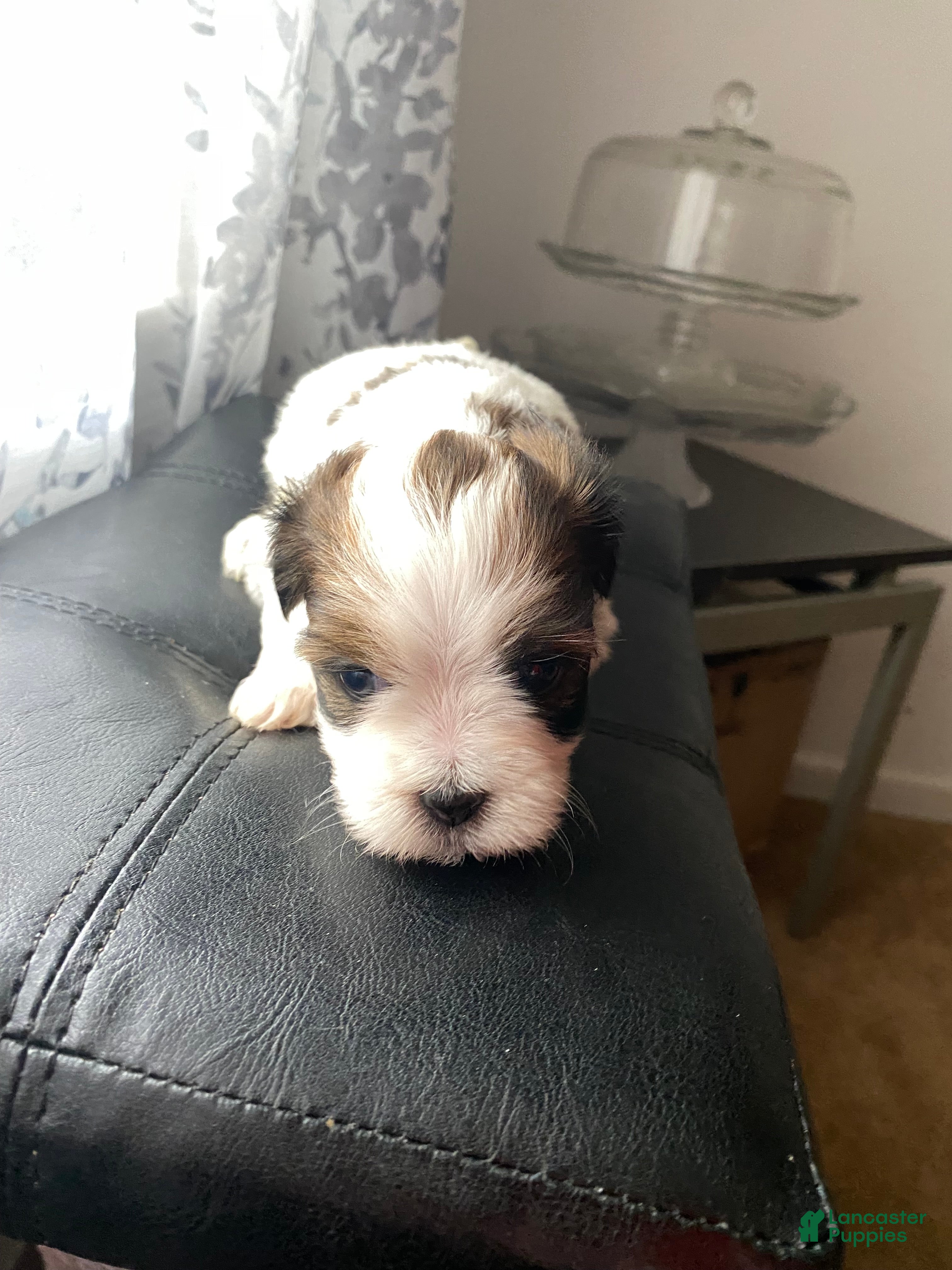 Shih Tzu dogs Shih Tzu Puppy 6 - Ad 5