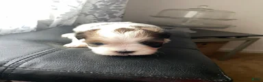 Shih Tzu Puppy 6