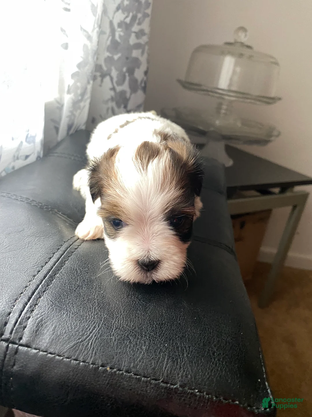 Shih Tzu dogs for sale: Shih Tzu Puppy 6 - Ad 1