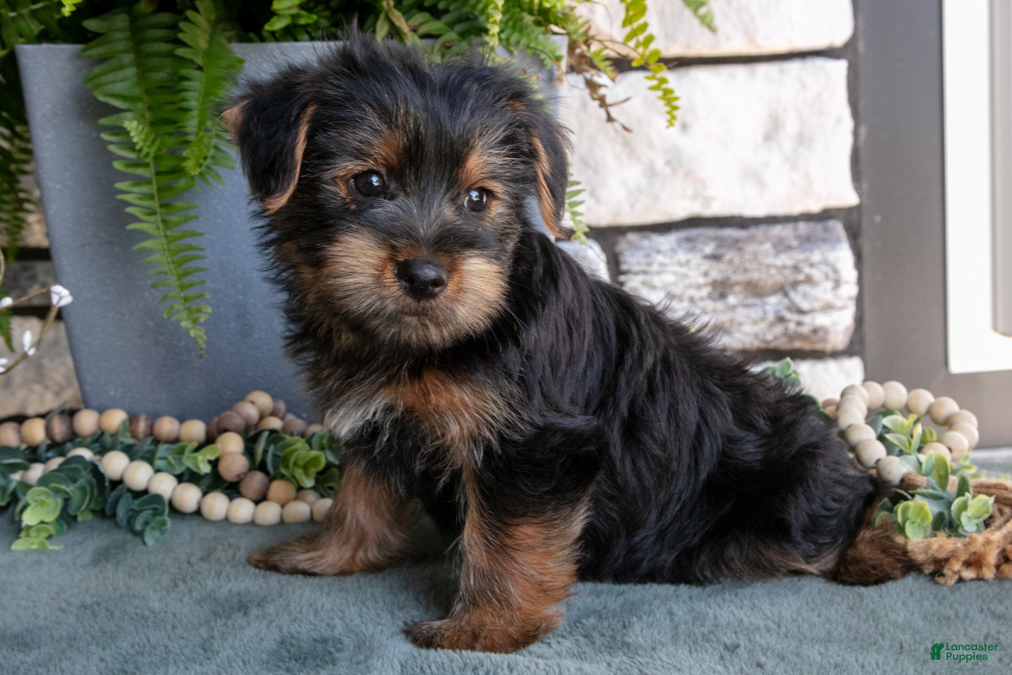 Yorkshire Terrier dogs Cypress - Ad 1