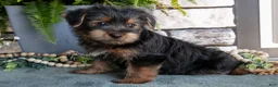 Yorkshire Terrier dogs for sale: Cypress - Ad 1