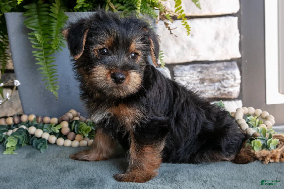 Yorkshire Terrier dogs for sale: Cypress - Ad 1
