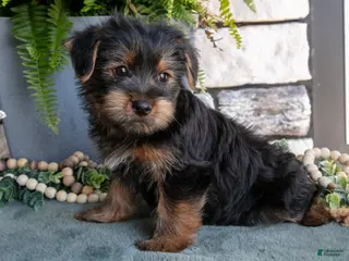 Yorkshire Terrier dogs for sale: Cypress - Ad 3