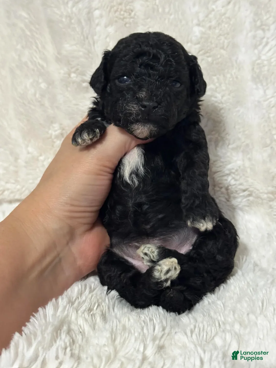 Toy Poodle dogs for sale: Levi  - Ad 2