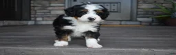 Mini Bernedoodle dogs for sale: Cuddles - Ad 11